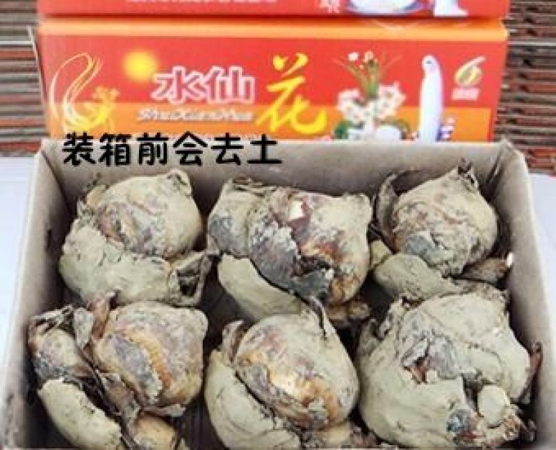 水仙花之尾球