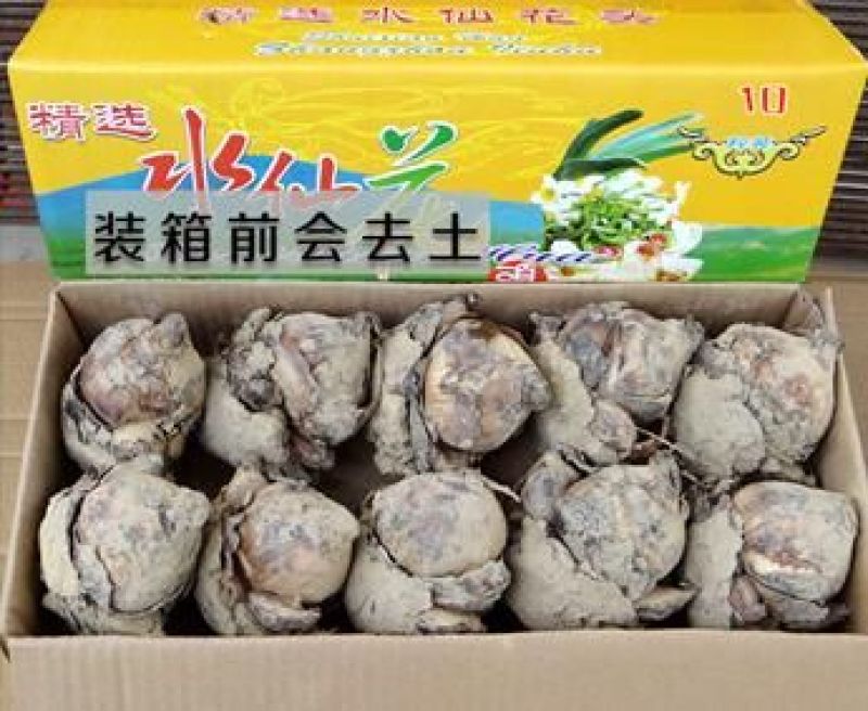 水仙花之尾球