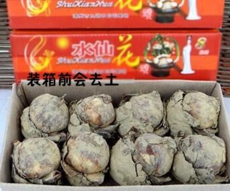 水仙花之尾球