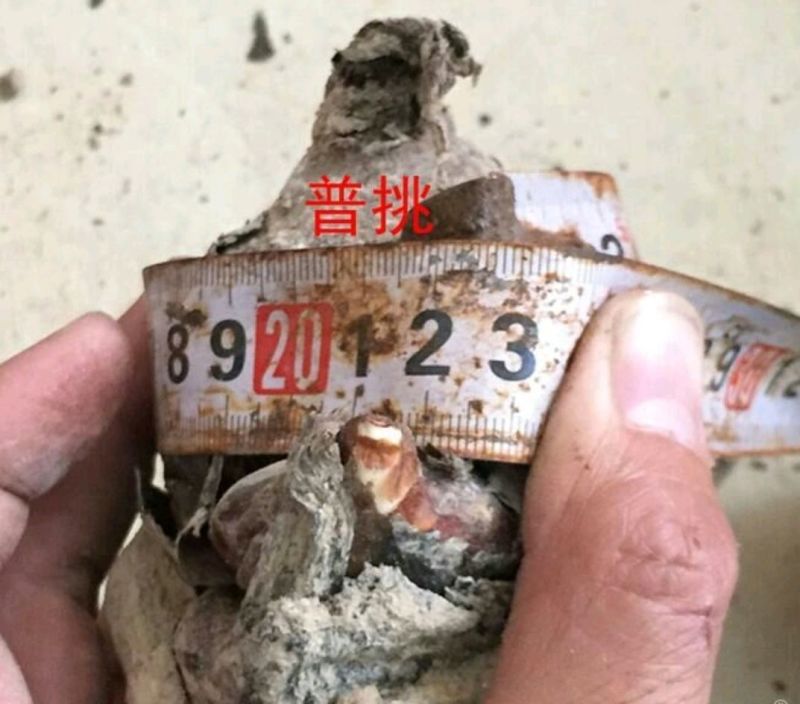 水仙花之尾球