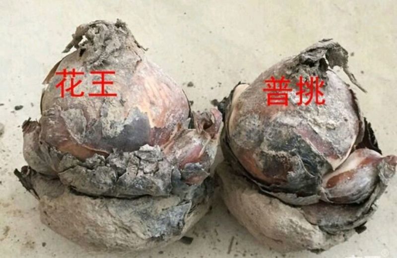 水仙花之尾球