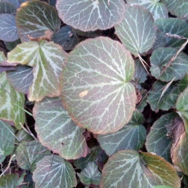 纯野生虎耳草