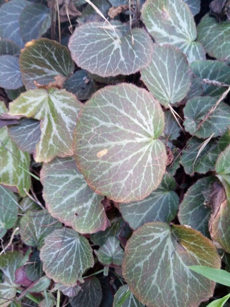 纯野生虎耳草