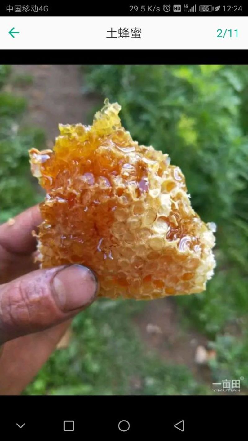 蜂巢蜜