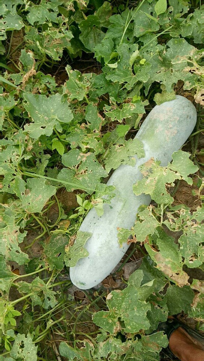 青皮.白皮