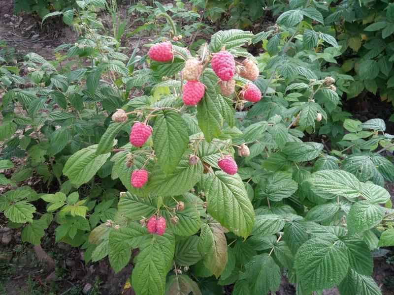 树莓苗10~30cm苗圃基地直发量大从优高成活