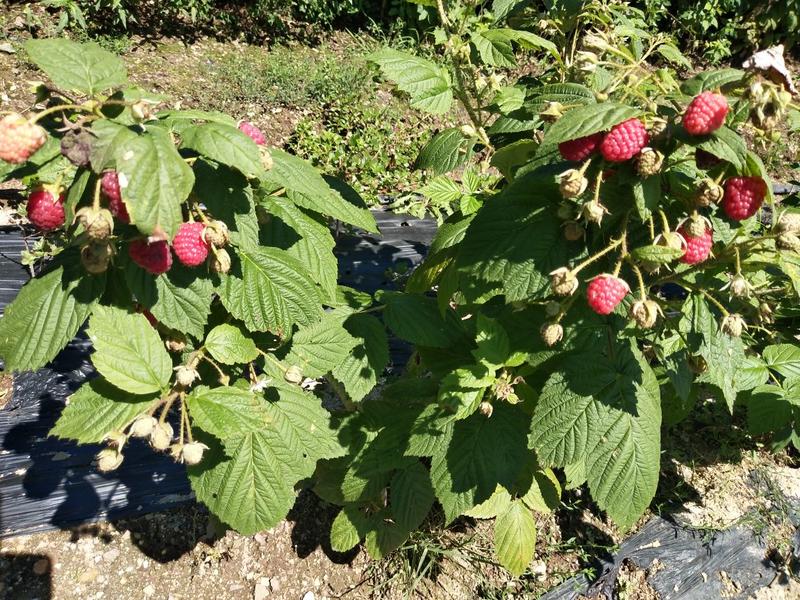 树莓苗10~30cm苗圃基地直发量大从优高成活