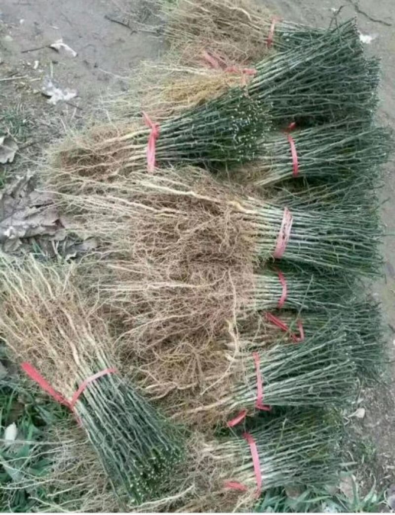 积壳苗，橘孑嫁接钻木，也可以做篱笆墙