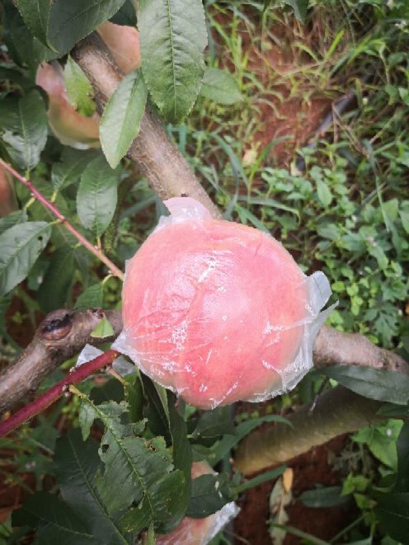 高原秋桃