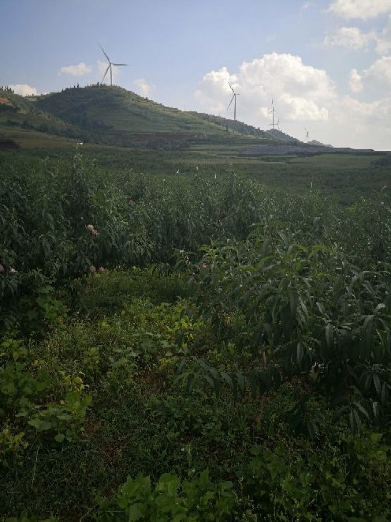 高原秋桃