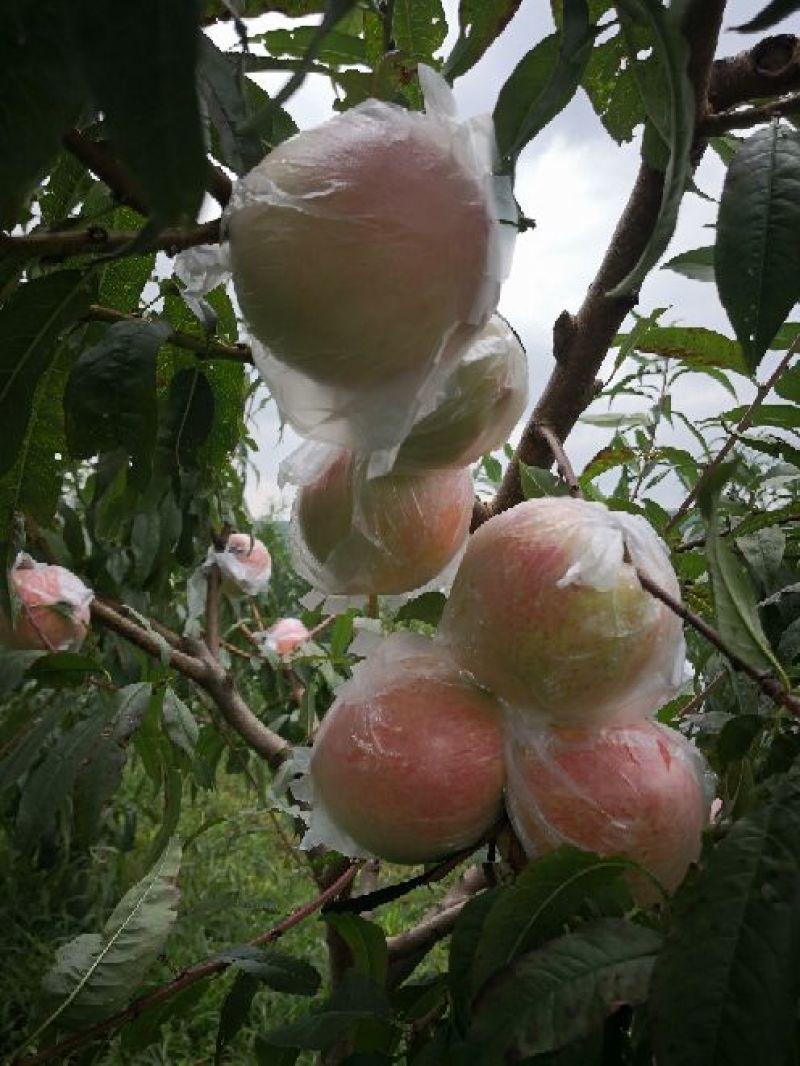 高原秋桃