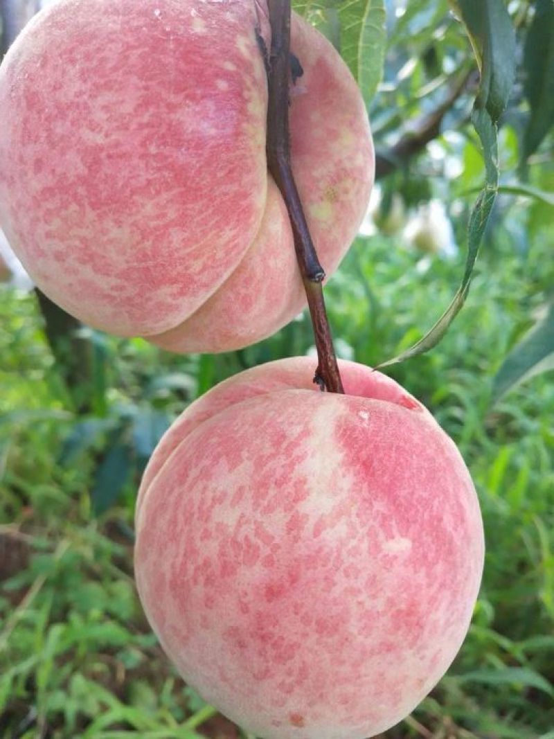高原秋桃