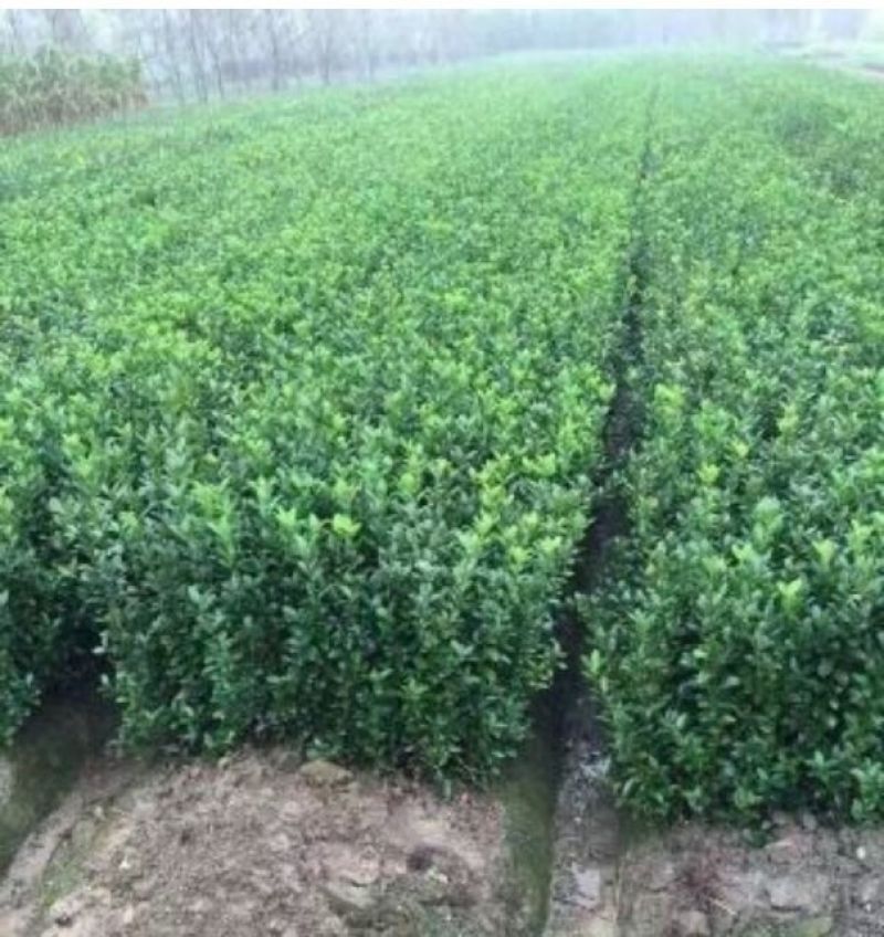 大叶黄杨：根系发达质量有保证价格合理可以实地考察支持线上