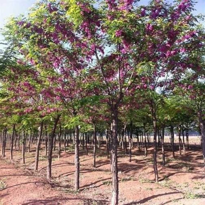 大叶黄杨：根系发达质量有保证价格合理可以实地考察支持线上