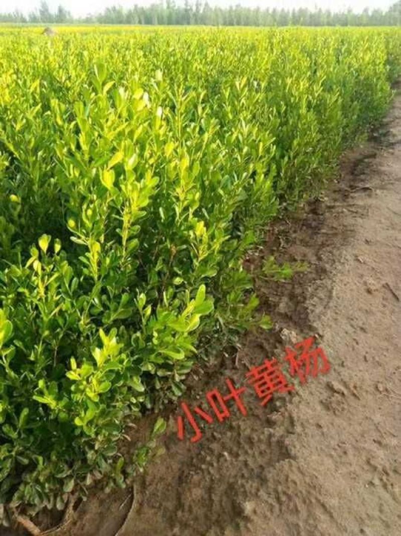 大叶黄杨：根系发达质量有保证价格合理可以实地考察支持线上