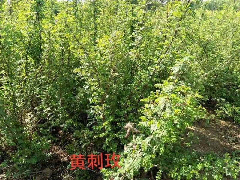 大叶黄杨：根系发达质量有保证价格合理可以实地考察支持线上