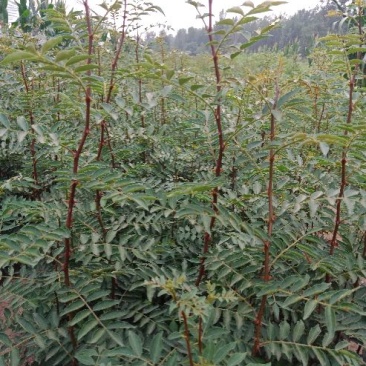 大红袍花椒苗，根系发达，成活率高，好管理，产量高。