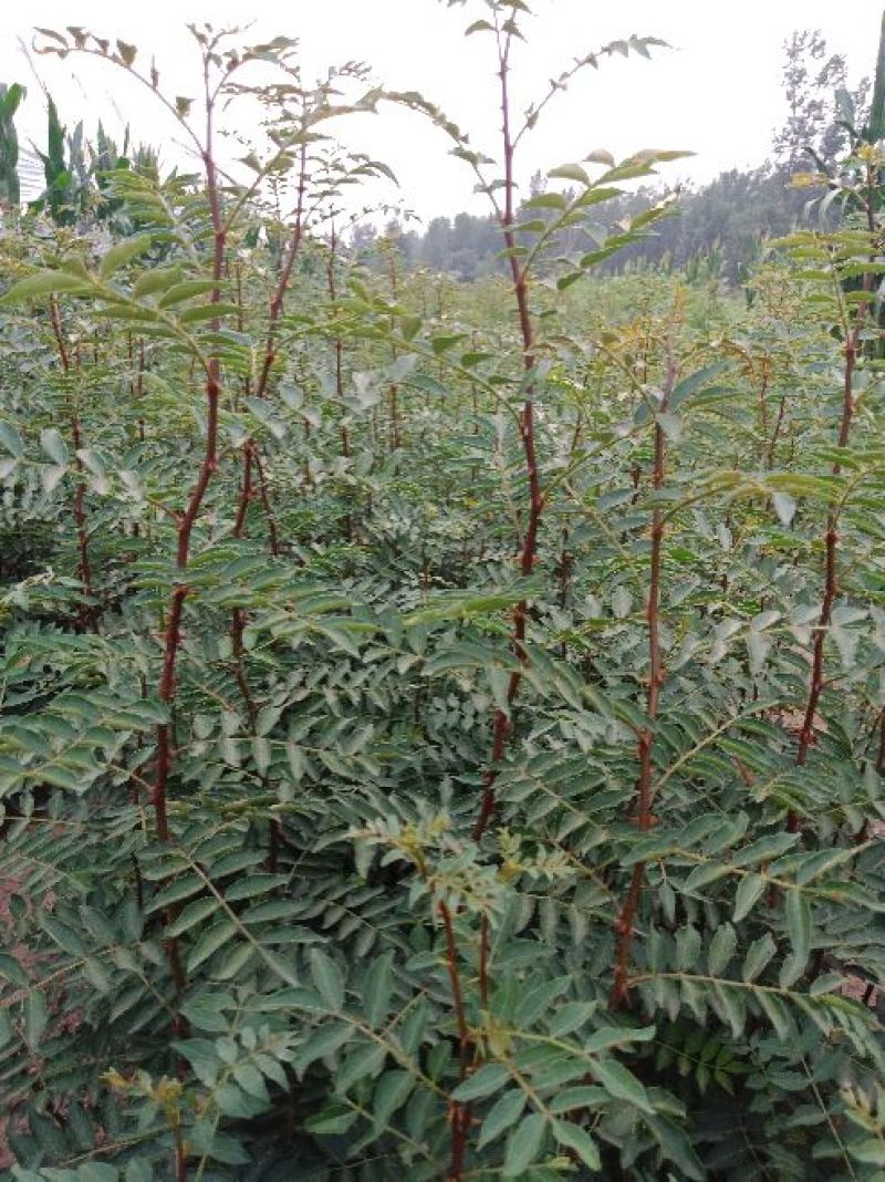 大红袍花椒苗，根系发达，成活率高，好管理，产量高。