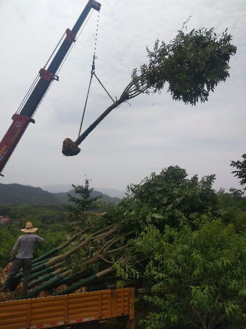 无患子1一25公分供应，欢迎新老客户采购咨询