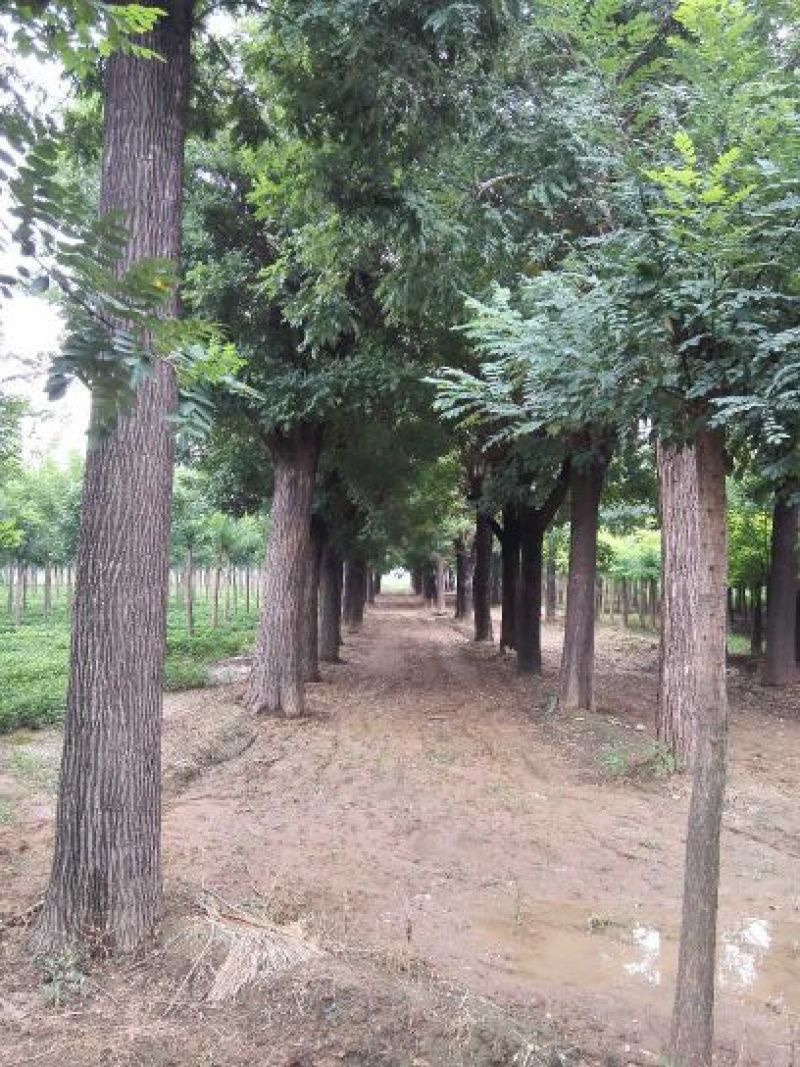 国槐：根系发达质量有保证价格合理可以实地考察支持线上