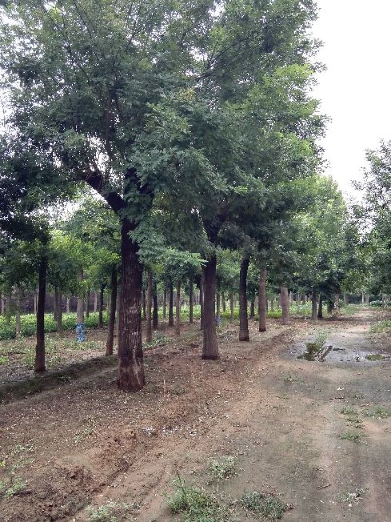 国槐：根系发达质量有保证价格合理可以实地考察支持线上
