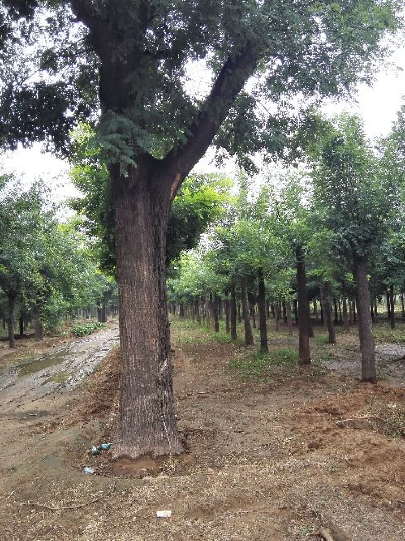 国槐：根系发达质量有保证价格合理可以实地考察支持线上