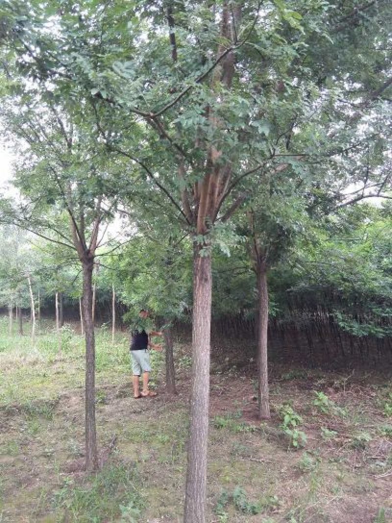国槐：根系发达质量有保证价格合理可以实地考察支持线上