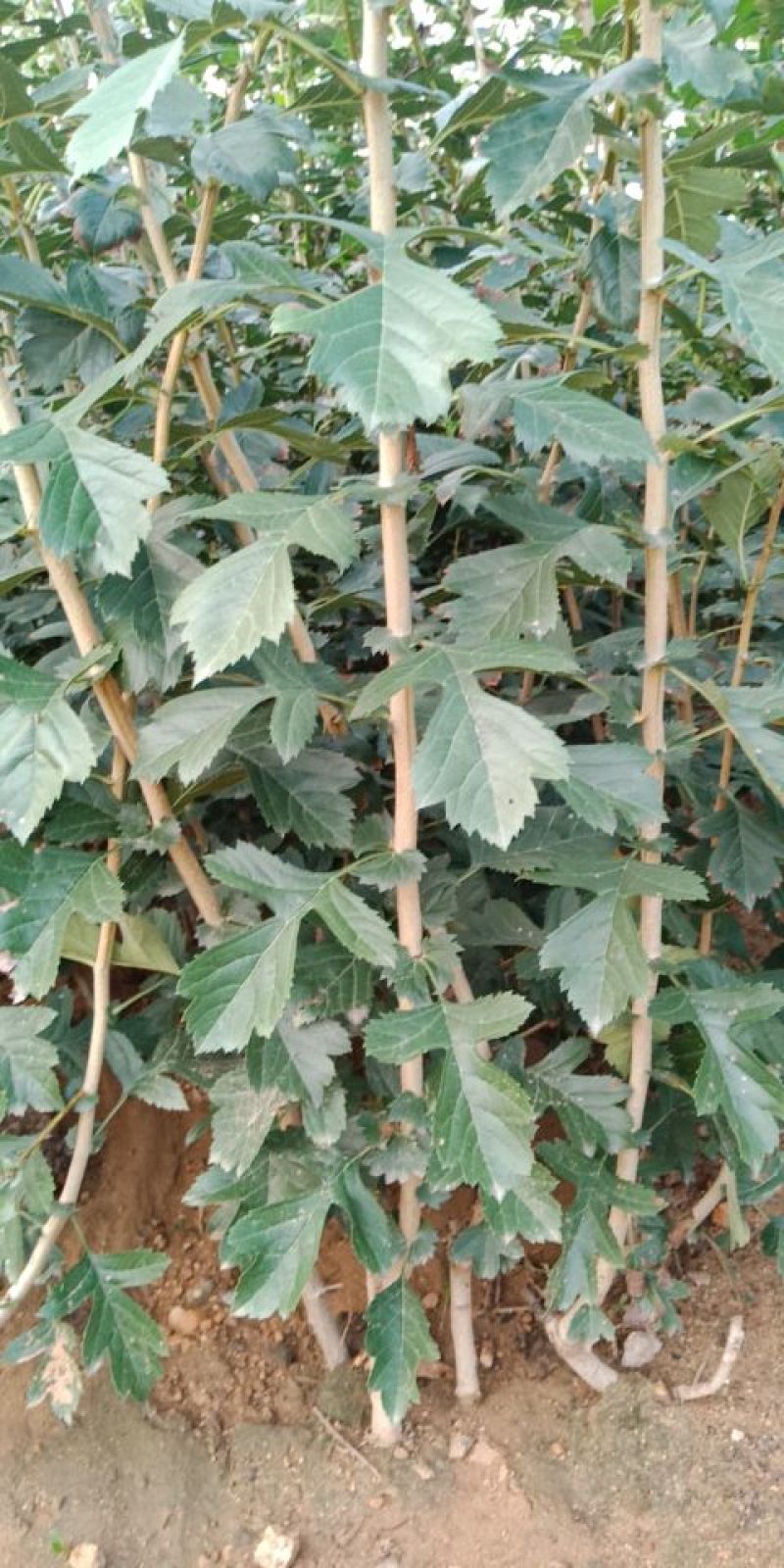 甜红子山楂苗技术支持
