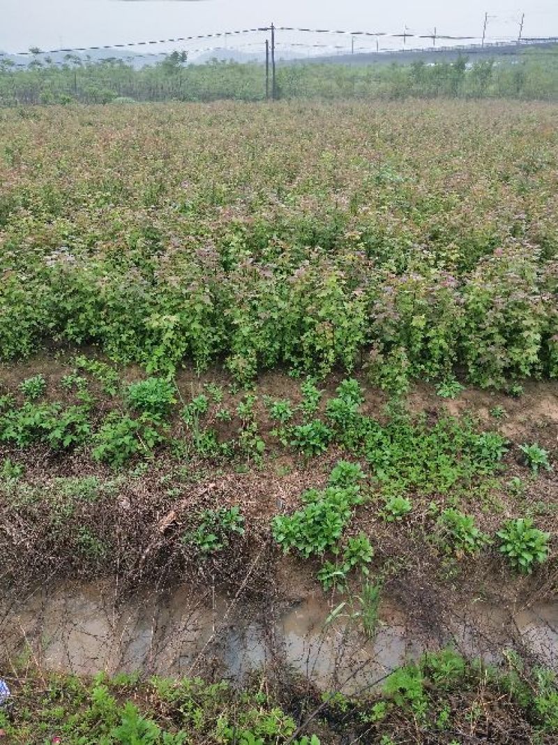 枫香1~20公分大量现货供应，有需要的可以咨询采购