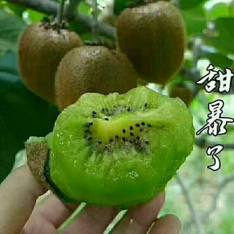徐香猕猴桃