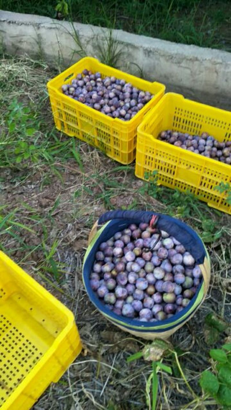 红脆李脱骨李新鲜现摘产地直供专业一件代发支持线上交易