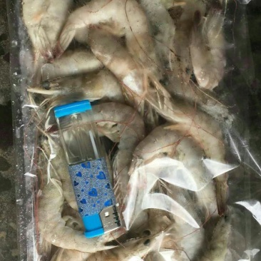水产海必鲜全规格