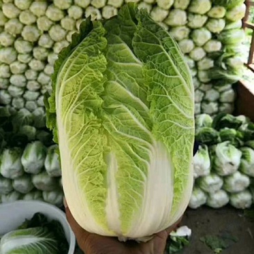 大白菜