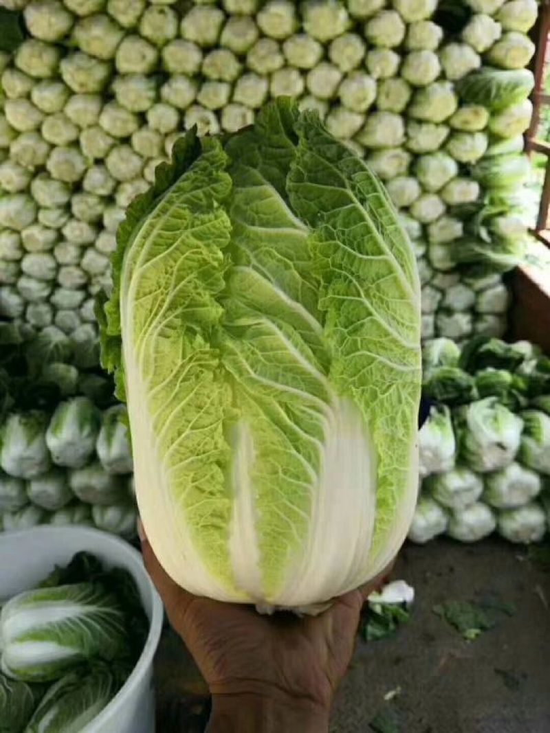 大白菜