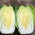 大白菜