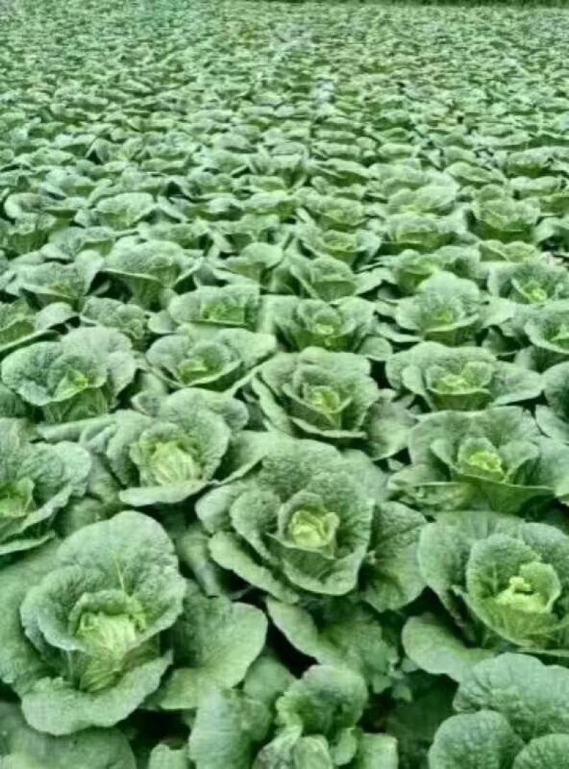 大白菜