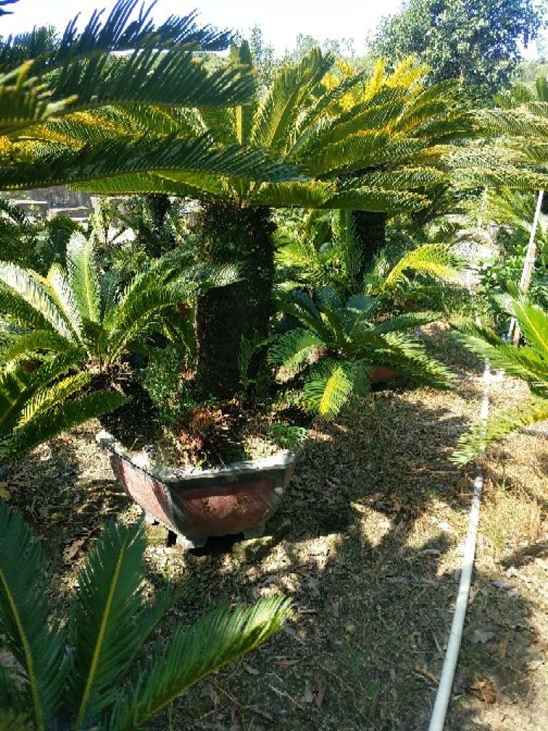 多头铁树