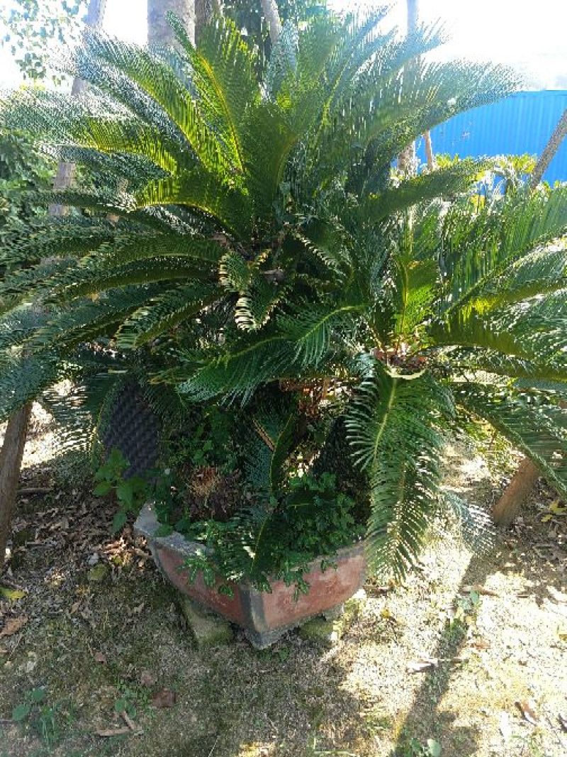 多头铁树