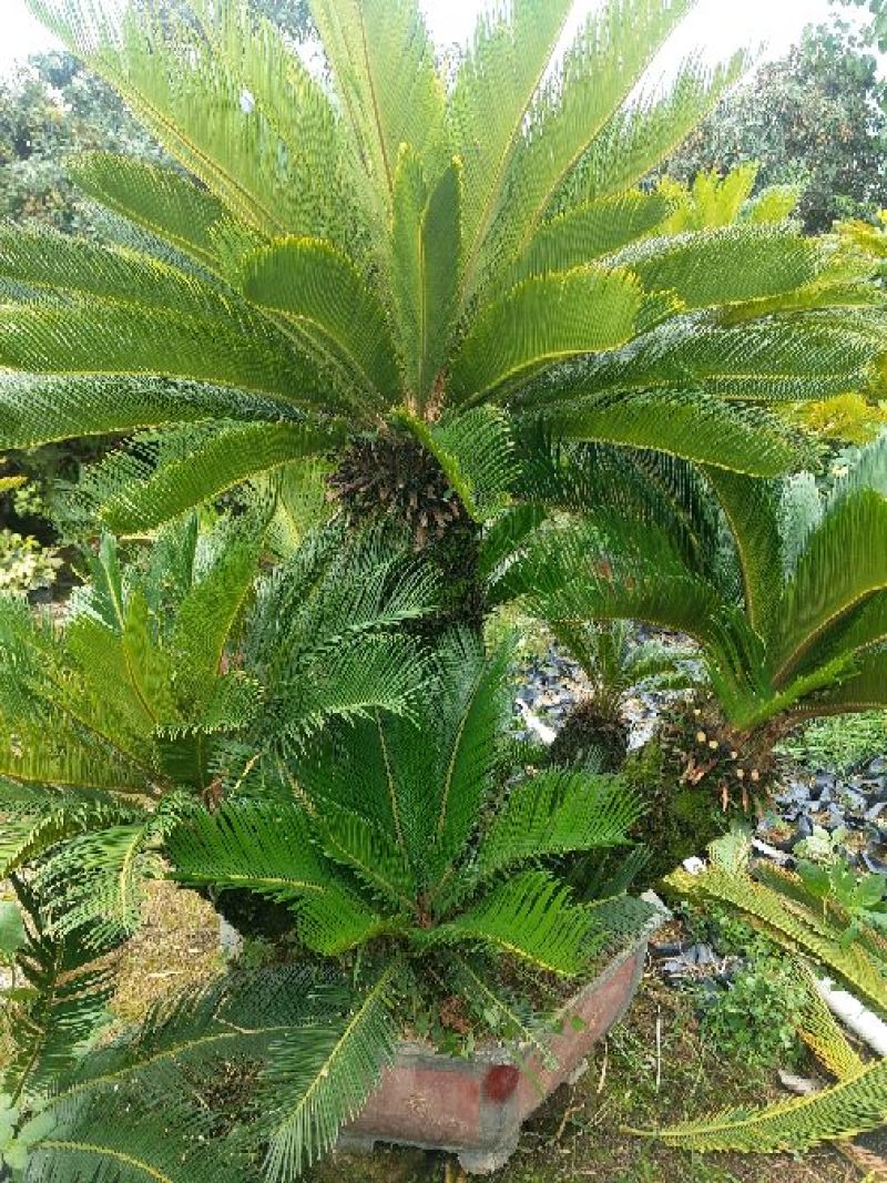 多头铁树