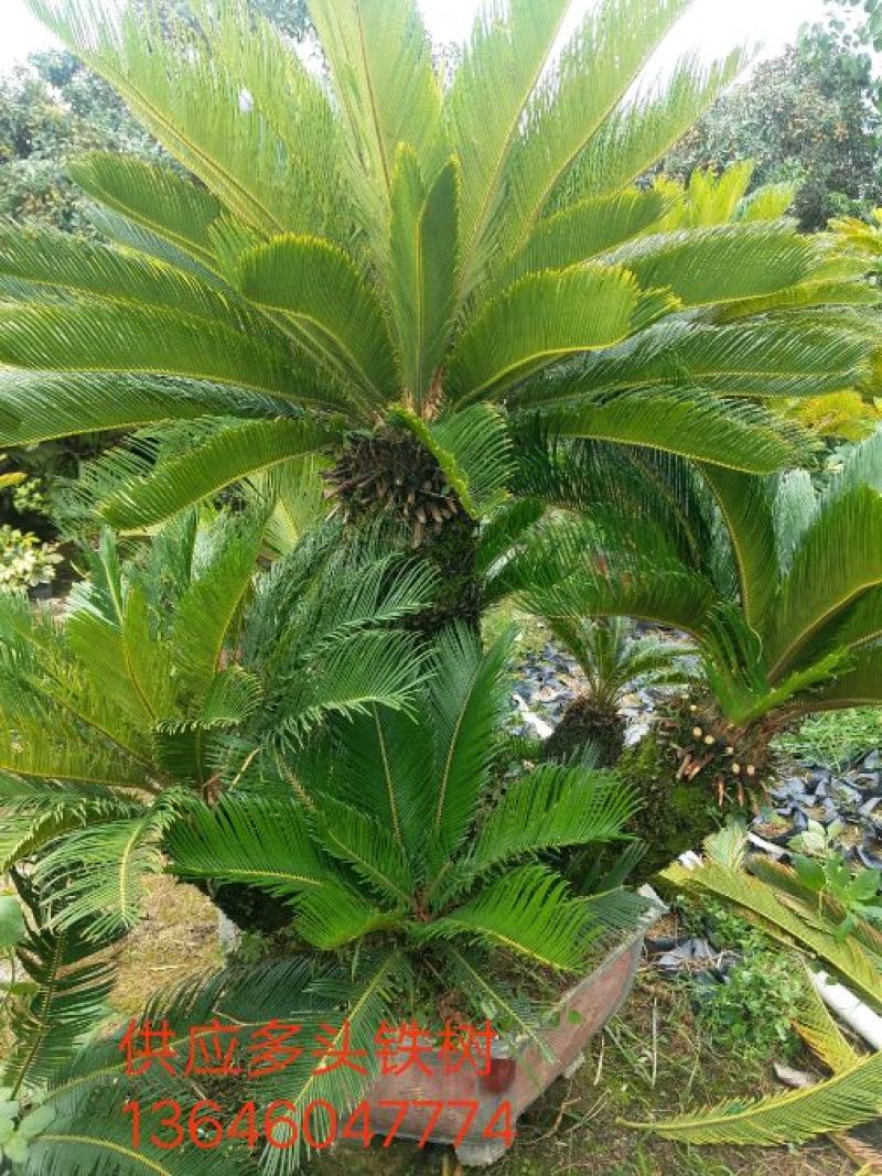 多头铁树