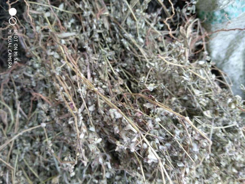 地锦草大货无霉变药厂货哦打件十吨欢迎联系