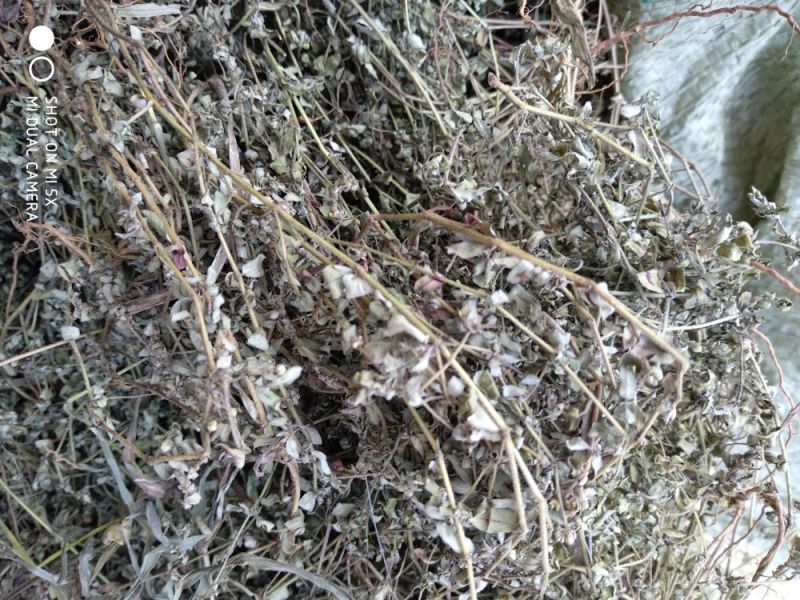 地锦草大货无霉变药厂货哦打件十吨欢迎联系