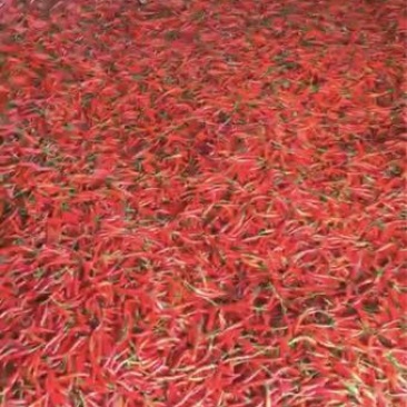 艳红辣椒5~10厘米红特辣