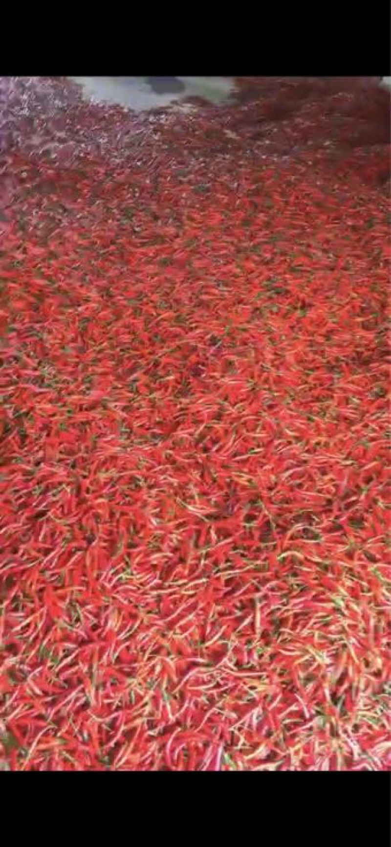 艳红辣椒5~10厘米红特辣
