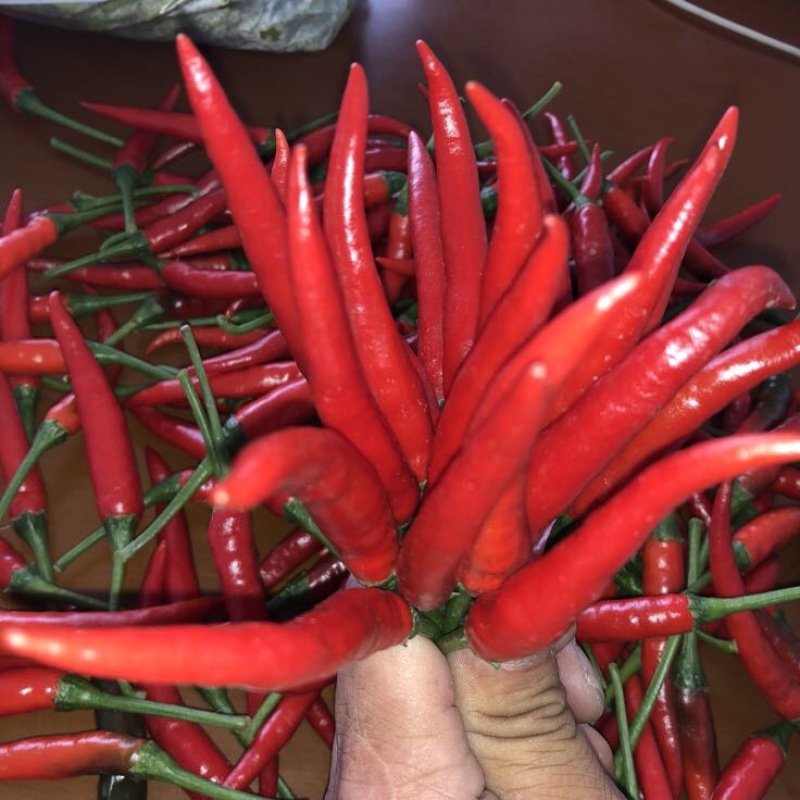 艳红辣椒5~10厘米红特辣