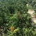艳红辣椒5~10厘米红特辣