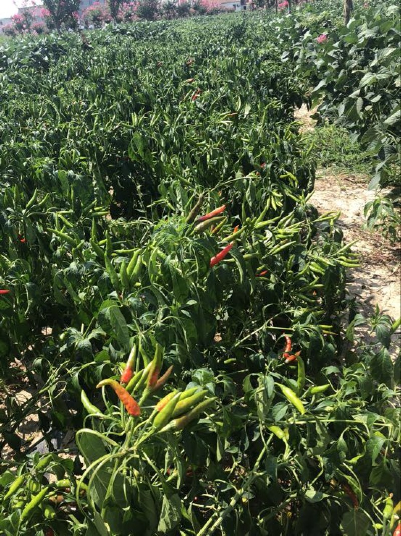 艳红辣椒5~10厘米红特辣