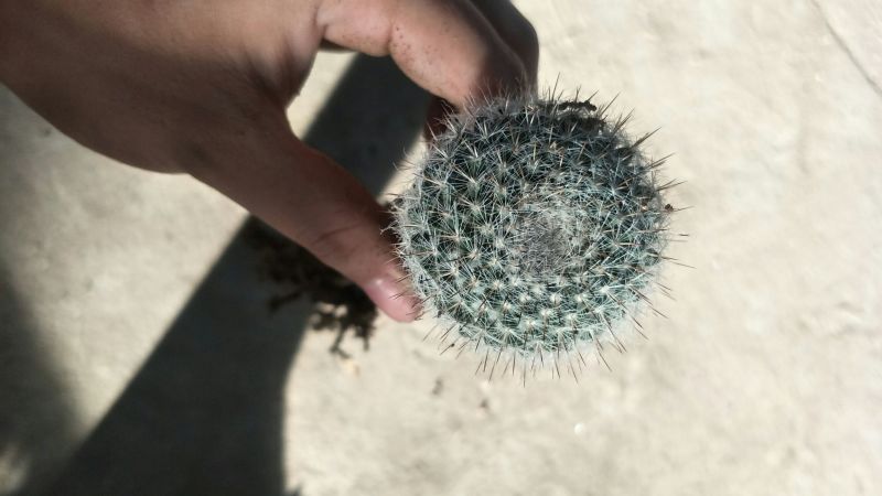 小玉翁迷你玉翁