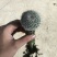 小玉翁迷你玉翁