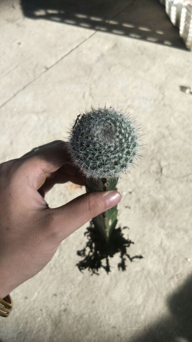 小玉翁迷你玉翁